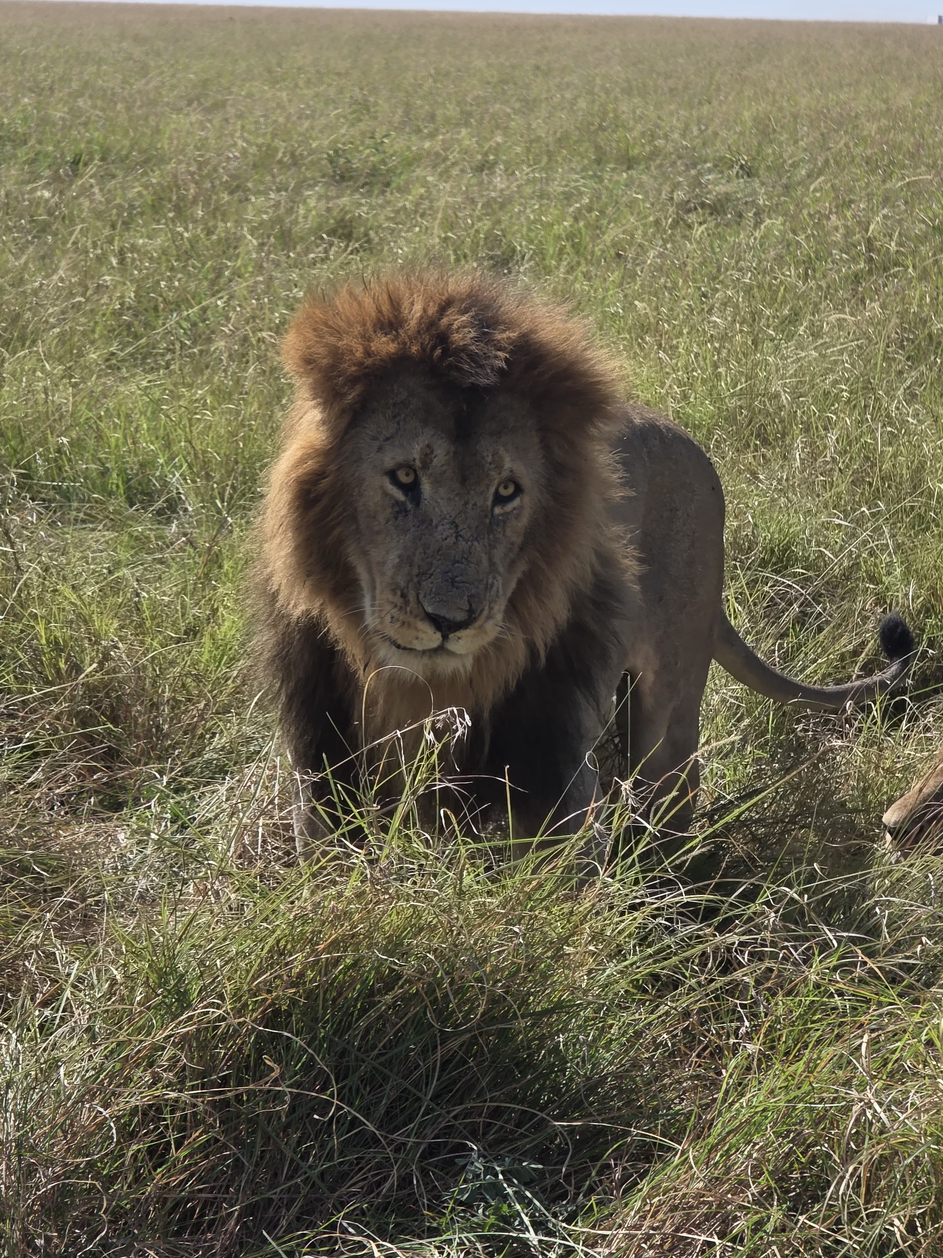 Best Time to Visit Kenya - Masai Mara- Safari Experience in Kenya